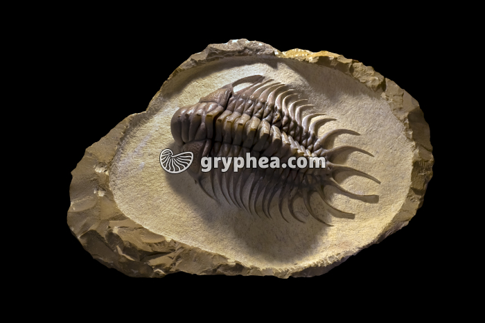 Trilobite (Comura bultyncki) - gryphea.org